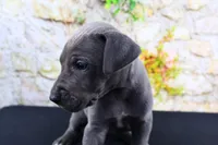 Blue, a male Great Dane for sale in Bryant, IN – Photo 10 of 10