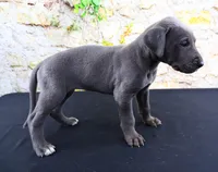 Blue, a male Great Dane for sale in Bryant, IN – Photo 8 of 10