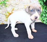 Janie, a female Great Dane for sale in Bryant, IN – Photo 5 of 9