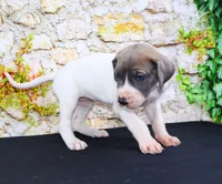 Janie, a female Great Dane for sale in Bryant, IN – Photo 4 of 9