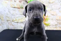 Blue, a male Great Dane for sale in Bryant, IN – Photo 1 of 10