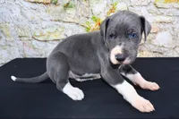 Slate, a male Great Dane for sale in Bryant, IN – Photo 8 of 9