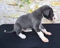 Slate, a male Great Dane for sale in Bryant, IN – Photo 6 of 9
