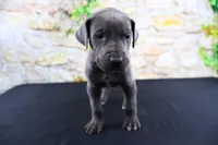 Blue, a male Great Dane for sale in Bryant, IN – Photo 9 of 10