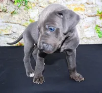 Blue, a male Great Dane for sale in Bryant, IN – Photo 7 of 10