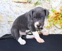 Slate, a male Great Dane for sale in Bryant, IN – Photo 4 of 9