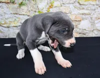 Slate, a male Great Dane for sale in Bryant, IN – Photo 2 of 9