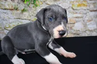 Slate, a male Great Dane for sale in Bryant, IN – Photo 9 of 9
