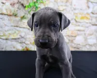 Blue, a male Great Dane for sale in Bryant, IN – Photo 5 of 10