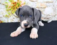 Slate, a male Great Dane for sale in Bryant, IN – Photo 5 of 9