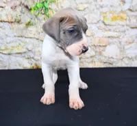 Janie, a female Great Dane for sale in Bryant, IN – Photo 1 of 9