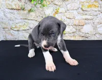 Slate, a male Great Dane for sale in Bryant, IN – Photo 3 of 9