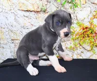Slate, a male Great Dane for sale in Bryant, IN – Photo 7 of 9