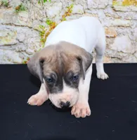 Janie, a female Great Dane for sale in Bryant, IN – Photo 2 of 9