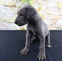 Blue, a male Great Dane for sale in Bryant, IN – Photo 4 of 10