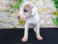 Apollo, a male Great Dane for sale in Bryant, IN – Photo 5 of 10
