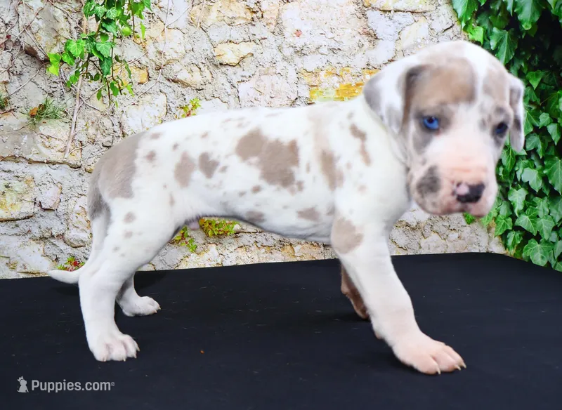 Apollo, a male Great Dane for sale in Bryant, IN – Photo 1 of 10