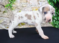 Apollo, a male Great Dane for sale in Bryant, IN – Photo 1 of 10