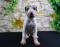 Apollo, a male Great Dane for sale in Bryant, IN – Photo 4 of 10
