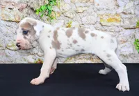 Apollo, a male Great Dane for sale in Bryant, IN – Photo 6 of 10