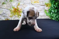 Apollo, a male Great Dane for sale in Bryant, IN – Photo 8 of 10
