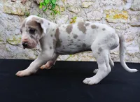 Apollo, a male Great Dane for sale in Bryant, IN – Photo 3 of 10