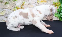 Apollo, a male Great Dane for sale in Bryant, IN – Photo 7 of 10