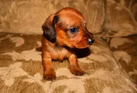 Cinnamon, a female Miniature Dachshund for sale in Bryant, IN – Photo 9 of 10