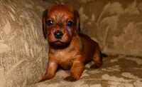 Cinnamon, a female Miniature Dachshund for sale in Bryant, IN – Photo 1 of 10