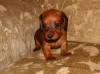 Cinnamon, a female Miniature Dachshund for sale in Bryant, IN – Photo 7 of 10
