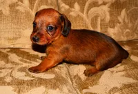 Cinnamon, a female Miniature Dachshund for sale in Bryant, IN – Photo 8 of 10