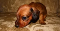 Cinnamon, a female Miniature Dachshund for sale in Bryant, IN – Photo 10 of 10