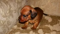 Cinnamon, a female Miniature Dachshund for sale in Bryant, IN – Photo 5 of 10