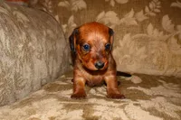 Cinnamon, a female Miniature Dachshund for sale in Bryant, IN – Photo 3 of 10