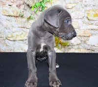 Woogie, a female Great Dane for sale in Bryant, IN – Photo 6 of 7