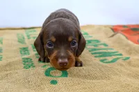 Rollo, a male Miniature Dachshund for sale in Bryant, IN – Photo 5 of 10
