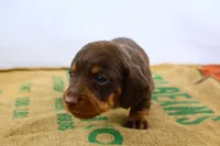 Rollo, a male Miniature Dachshund for sale in Bryant, IN – Photo 6 of 10