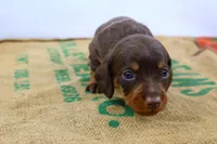 Rollo, a male Miniature Dachshund for sale in Bryant, IN – Photo 4 of 10