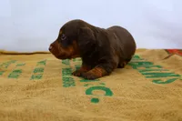 Rollo, a male Miniature Dachshund for sale in Bryant, IN – Photo 8 of 10