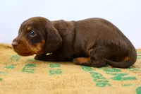 Rollo, a male Miniature Dachshund for sale in Bryant, IN – Photo 10 of 10