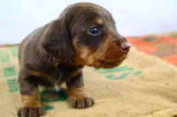 Rollo, a male Miniature Dachshund for sale in Bryant, IN – Photo 1 of 10