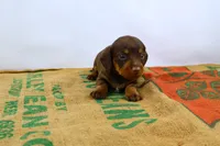 Rollo, a male Miniature Dachshund for sale in Bryant, IN – Photo 2 of 10