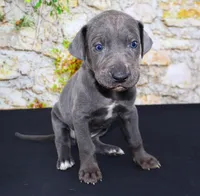 Woogie, a female Great Dane for sale in Bryant, IN – Photo 5 of 7