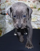 Woogie, a female Great Dane for sale in Bryant, IN – Photo 3 of 7
