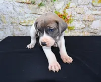 Janie, a female Great Dane for sale in Bryant, IN – Photo 7 of 9
