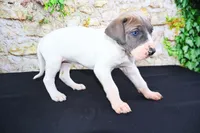 Janie, a female Great Dane for sale in Bryant, IN – Photo 9 of 9