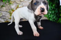Janie, a female Great Dane for sale in Bryant, IN – Photo 8 of 9