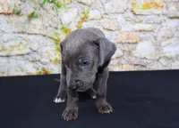 Woogie, a female Great Dane for sale in Bryant, IN – Photo 2 of 7