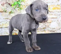 Woogie, a female Great Dane for sale in Bryant, IN – Photo 4 of 7