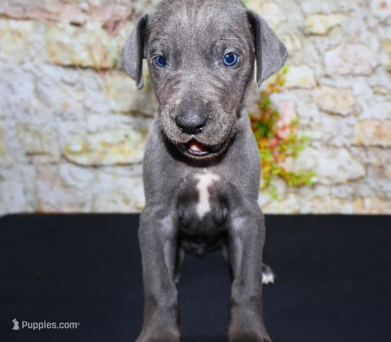 Woogie – Great Dane puppy for sale in Bryant, IN